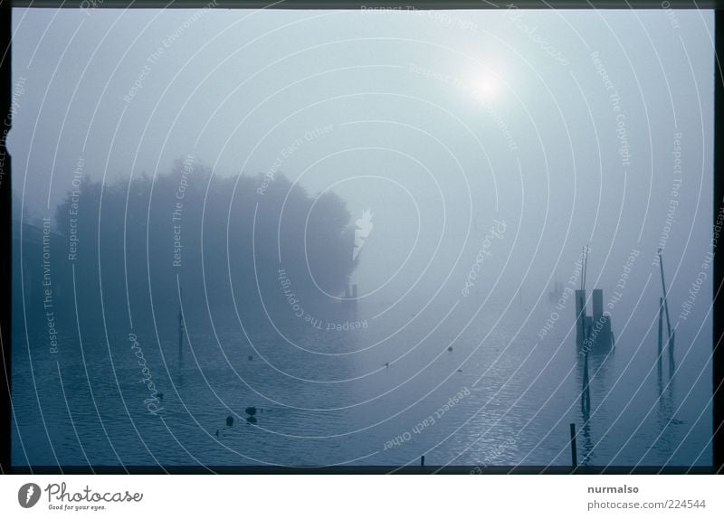 Mystic Morning Umwelt Natur Landschaft Pflanze Klima Wetter Nebel Baum Wildpflanze Flussufer Havel dunkel weich Stimmung Morgen Licht Schatten Silhouette