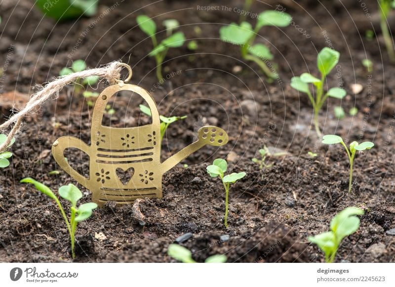 Blume kann im Garten Topf schön Sommer Arbeit & Erwerbstätigkeit Gartenarbeit Natur Pflanze Gras Dose Metall Wachstum grün Bewässerung Miniatur Wasser Frühling