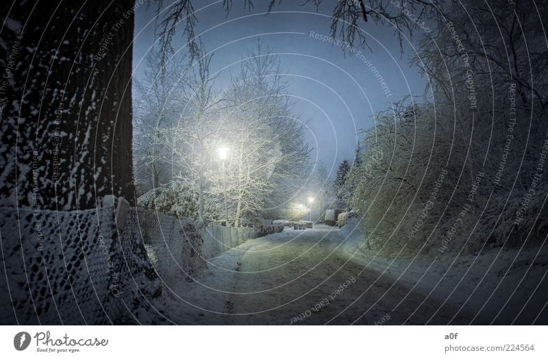 winter street Winter Baum Verkehrswege Straße dunkel kalt blau Straßenbeleuchtung erleuchten Schnee Farbfoto Gedeckte Farben Außenaufnahme Menschenleer Abend