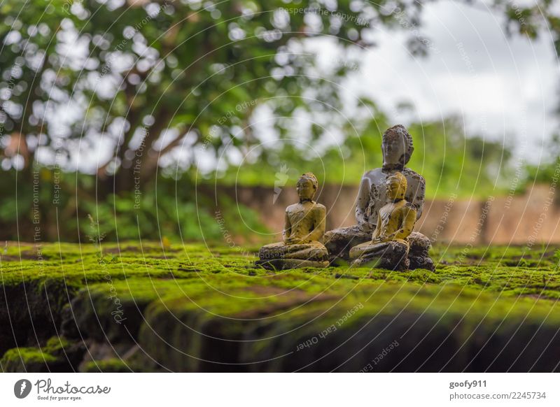 Meditation!!!! Ferien & Urlaub & Reisen Ausflug Abenteuer Sightseeing Wolken Baum Sri Lanka Asien Menschenleer Palast Ruine Mauer Wand Sehenswürdigkeit Stein