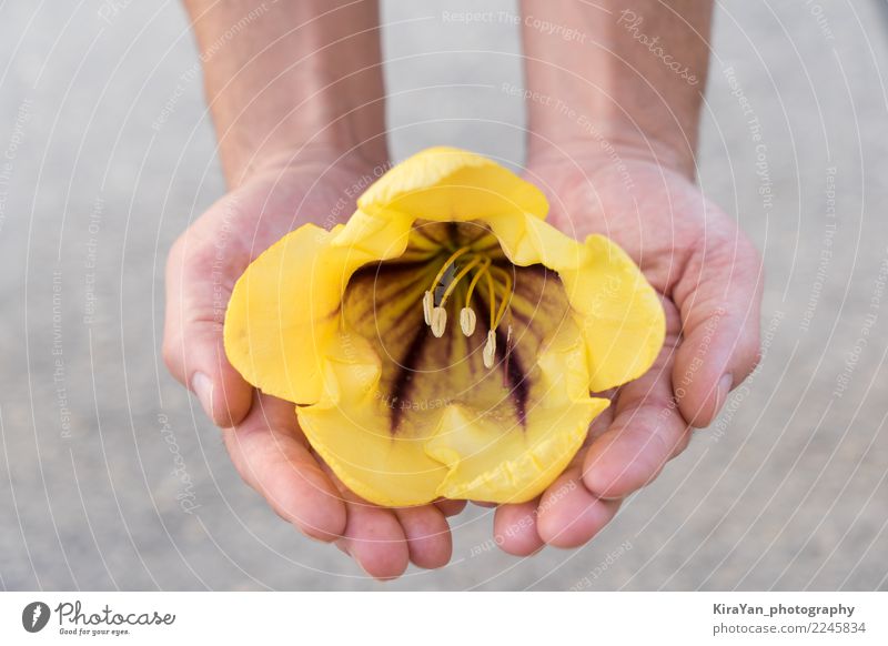 Männliche Hände, welche die empfindliche gelbe große Blume halten Gesundheitswesen harmonisch Mann Erwachsene Hand Finger Blüte berühren festhalten Liebe