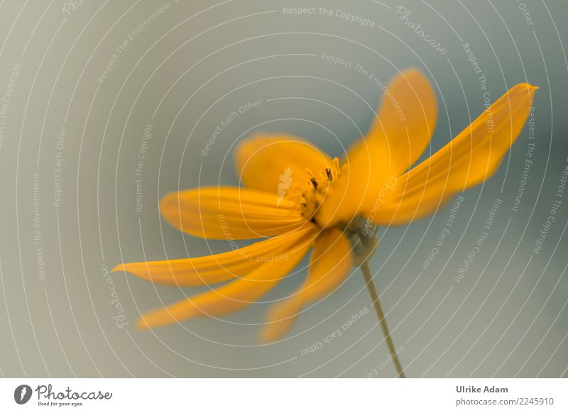 Gelbe Blume - Sommerzeit harmonisch Innenarchitektur Dekoration & Verzierung Tapete Postkarte Feste & Feiern Valentinstag Muttertag Hochzeit Geburtstag Natur