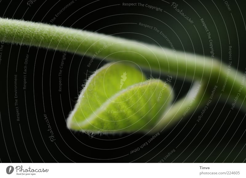 ein Anfang Natur Frühling Sommer Pflanze Blatt Grünpflanze Wildpflanze Wachstum grün schwarz zartes Grün Stengel Farbfoto Außenaufnahme Menschenleer