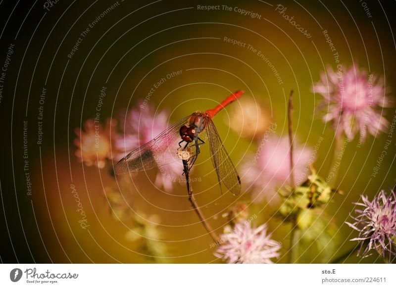 die Roten kommen Umwelt Natur Pflanze Tier Frühling Sommer Blume Blüte sitzen einzigartig schön Insekt Libelle Libellenflügel rot Farbfoto Außenaufnahme