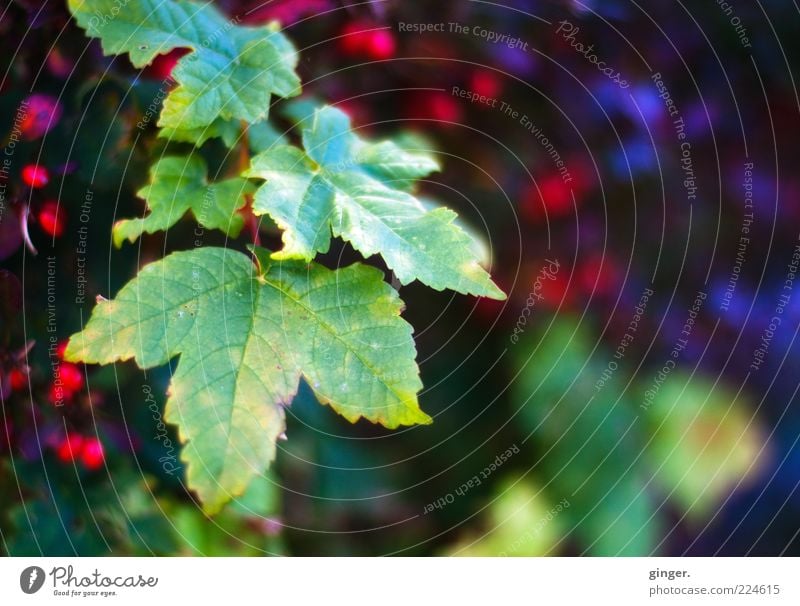 Ranken vom letzten Jahr - ein kleiner Neujahrsgruß für Slylvi Umwelt Natur Pflanze Herbst dunkel hell grün rot Kontrast Beerensträucher Blatt Zacken