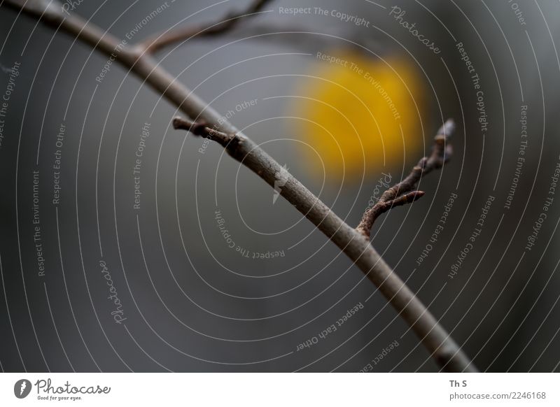 Blatt Natur Pflanze Herbst Winter Baum verblüht ästhetisch authentisch einfach elegant natürlich braun gelb grau Gelassenheit geduldig ruhig einzigartig Ast