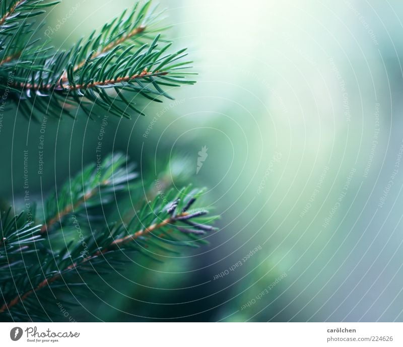 Zweige Umwelt Natur Baum blau grün Tannenzweig Nadelbaum Tannennadel Farbfoto Detailaufnahme Menschenleer Textfreiraum rechts Schwache Tiefenschärfe Unschärfe