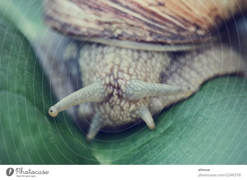 unter Beobachtung Bioprodukte Blatt Wildtier Schnecke Weinbergschnecken Fühler Auge Schneckenhaus authentisch Ekel kalt klein schleimig Zufriedenheit