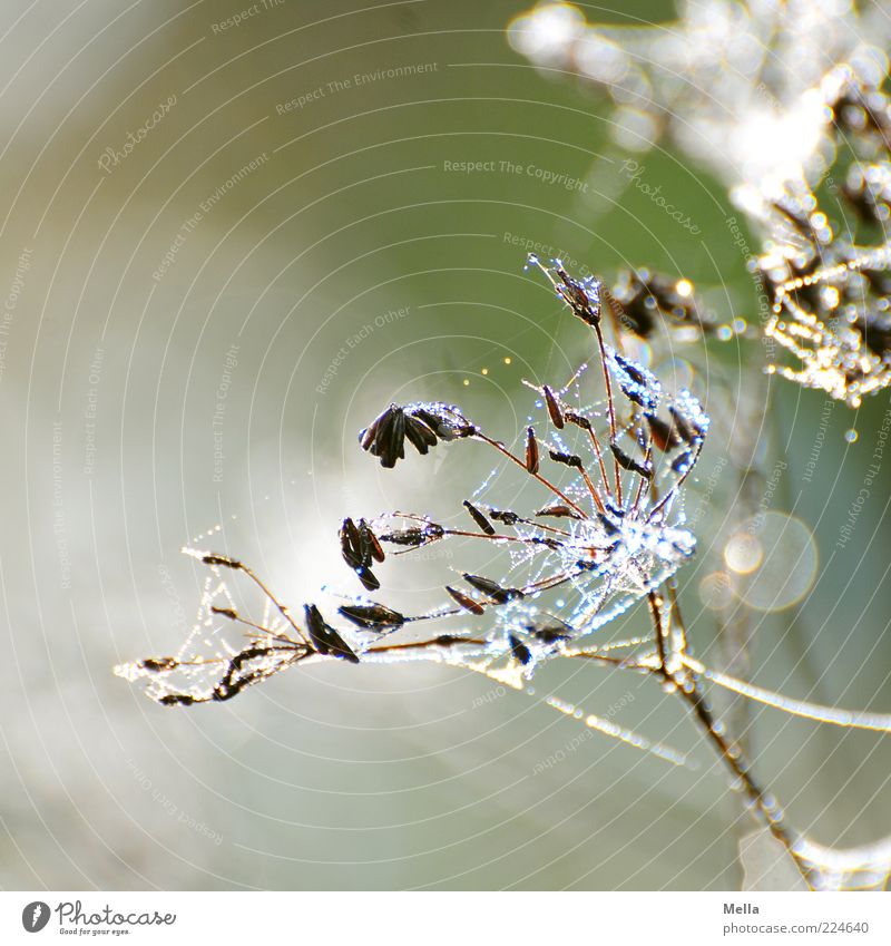 Hallo 2011 Umwelt Natur Pflanze Wassertropfen Blume Blüte Wildpflanze Spinnennetz Netz Tropfen glänzend verblüht dehydrieren natürlich grau grün Verfall