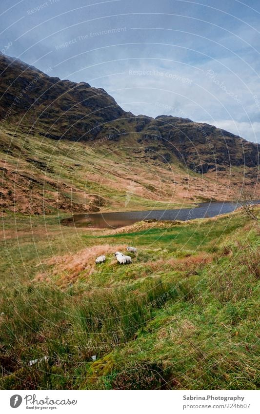 Wir sind Schaf. Natur Landschaft Pflanze Tier Wolken Herbst Winter Gras Sträucher Wiese Berge u. Gebirge Seeufer Fell 1 4 Tiergruppe Tierfamilie beobachten