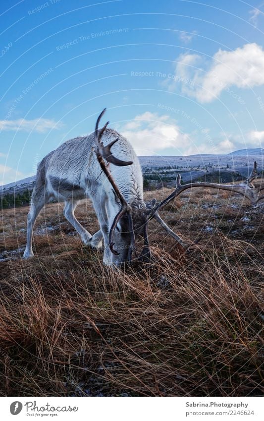 Hungry Rudolph. Natur Wolken Sonne Herbst Winter Schönes Wetter Schnee Gras Sträucher Berge u. Gebirge Schneebedeckte Gipfel Tier Wildtier Tiergesicht Fell 1