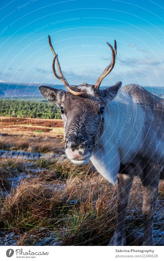 It's me, Rudolph. Tier Wildtier Tiergesicht 1 atmen beobachten entdecken Erholung Essen füttern genießen Lächeln wandern authentisch elegant frei Glück