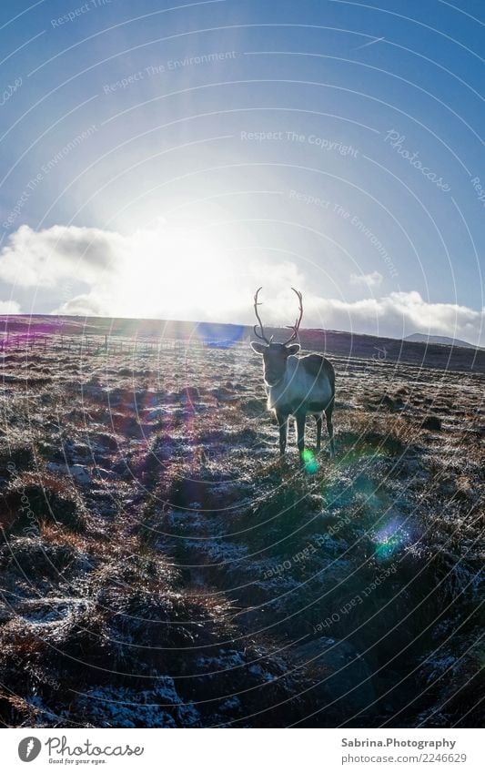 Sonne tanken. Natur Landschaft Wolken Sonnenlicht Herbst Winter Schönes Wetter Gras Sträucher Wiese Berge u. Gebirge Tier 1 beobachten Erholung ästhetisch frei