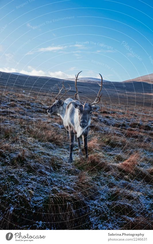 Have you met Rudolphs parents? Natur Landschaft Sonne Herbst Winter Schnee Gras Sträucher Wiese Berge u. Gebirge Tier 2 Tierpaar Brunft beobachten entdecken