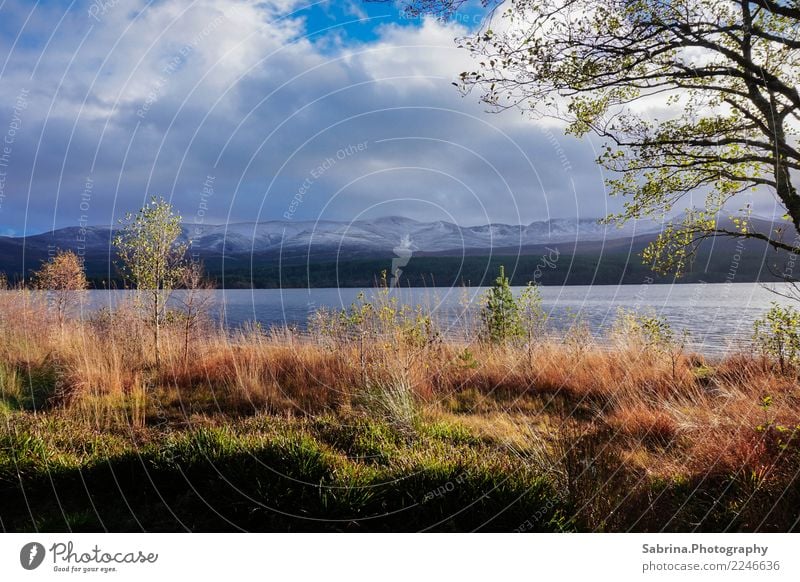 Idylle. Umwelt Natur Landschaft Wolken Herbst Winter Schnee Grünpflanze Wiese Feld Berge u. Gebirge Gipfel Schneebedeckte Gipfel Seeufer Glenmore Schottland