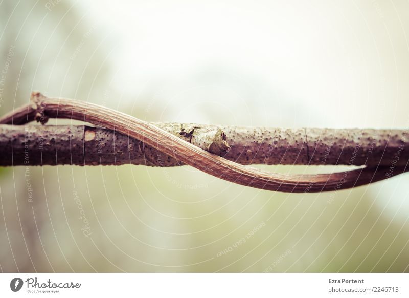 seid umschlungen Umwelt Natur Pflanze Herbst Klima Wetter Holz Zeichen dehydrieren Wachstum natürlich braun grün Kraft Sympathie Zusammensein Freundschaft