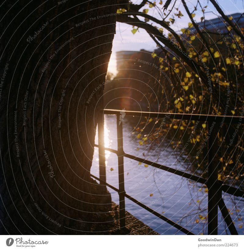 Licht. Umwelt Natur Urelemente Wasser Pflanze Baum Fluss authentisch einfach fantastisch hell viele Gefühle Stimmung Geländer Farbfoto Außenaufnahme