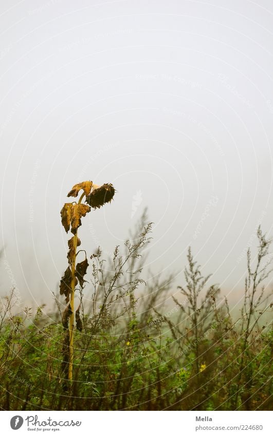 Judgement day Umwelt Natur Pflanze Herbst Klima Wetter schlechtes Wetter Nebel Blume Gras Blüte Sonnenblume Wiese verblüht dehydrieren natürlich trist grau