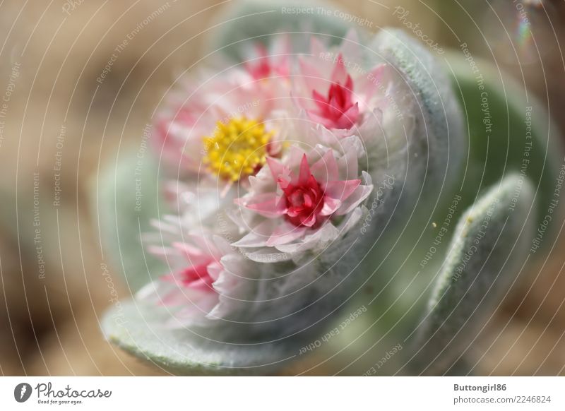 Kleine Blume in der Wüste Pflanze Blüte Wildpflanze exotisch Glück Zufriedenheit Frühlingsgefühle Vorfreude Kraft Leidenschaft Reinheit Afrika Namibia