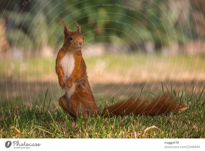 Eichhörnchen Umwelt Natur Tier Sonne Sonnenlicht Frühling Sommer Herbst Schönes Wetter Gras Sträucher Garten Park Wiese Wald Wildtier Tiergesicht Fell Krallen