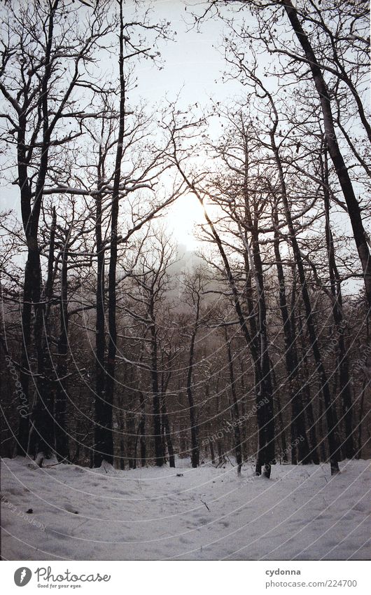 Winterwald Erholung ruhig Umwelt Natur Landschaft Schnee Baum Wald Freiheit geheimnisvoll Leben stagnierend Wege & Pfade Zeit Thüringer Wald Farbfoto