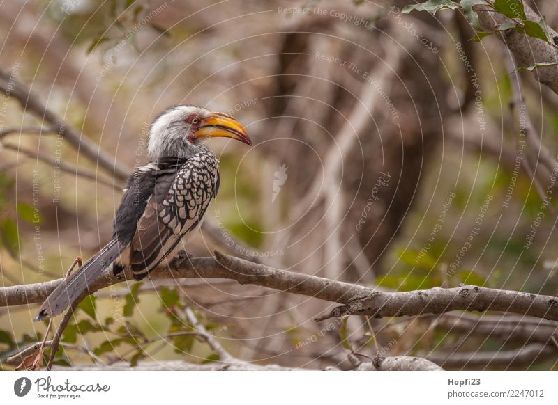 Südlicher Gelbschnabeltoko Natur Tier Frühling Schönes Wetter Baum Wildtier Vogel 1 beobachten Blick grau orange schwarz weiß Afrika Südafrika Farbfoto