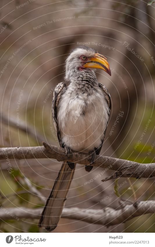 Südlicher Gelbschnabeltoko Natur Tier Frühling Baum Vogel 1 beobachten Blick groß wild gelb grau schwarz weiß Afrika Südafrika Farbfoto mehrfarbig Außenaufnahme