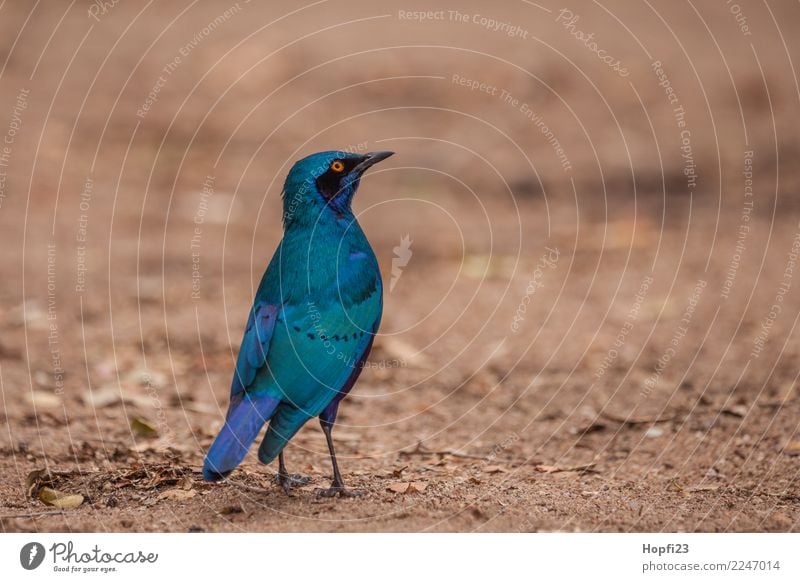 Grüner Glanzstar Natur Tier Erde Frühling Schönes Wetter Feld Wildtier Vogel 1 Blick blau mehrfarbig grün orange schwarz Afrika Südafrika Farbfoto Außenaufnahme