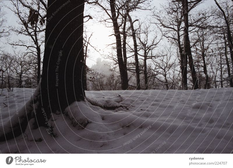 Winterwald I Erholung ruhig Umwelt Natur Landschaft Eis Frost Schnee Baum Wald geheimnisvoll stagnierend Baumstamm analog Farbfoto Außenaufnahme Detailaufnahme