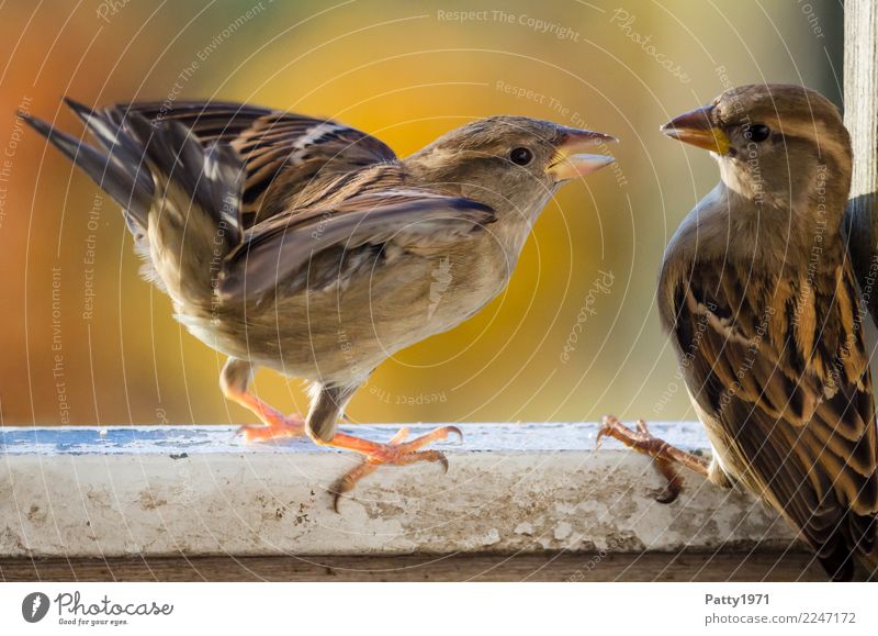 Spatzen Tier Wildtier Vogel 2 Konflikt & Streit Aggression authentisch frech natürlich Wut braun Gefühle Stimmung Ärger gereizt Natur Farbfoto Außenaufnahme