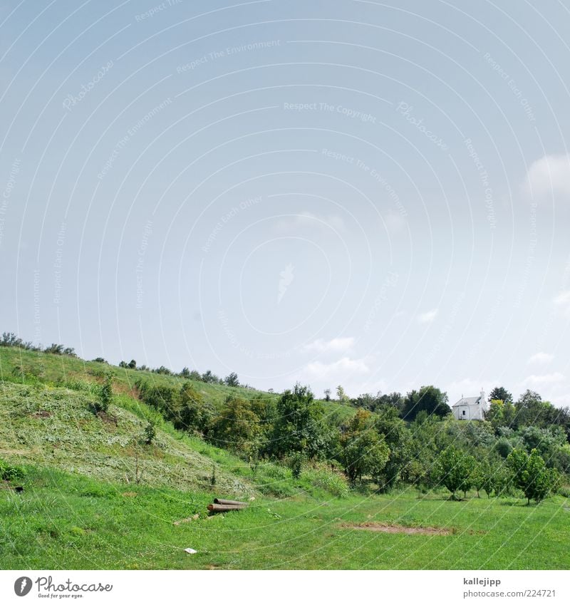 green day Natur Landschaft Himmel Wolkenloser Himmel Sonne Sommer Klima Schönes Wetter Baum Gras Sträucher Wiese Hügel Kirche grün Serbien griechisch-orthodox