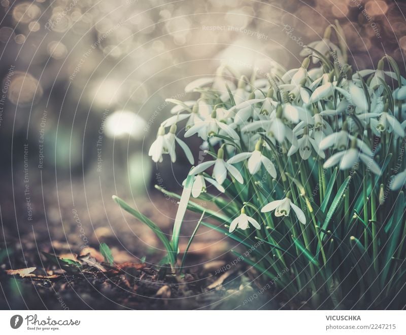 Schneeglöckchen im Garten Lifestyle Design Natur Landschaft Pflanze Frühling Blume Blatt Blüte Park Frühlingsgefühle Frühlingsblume Frühlingstag Frühblüher