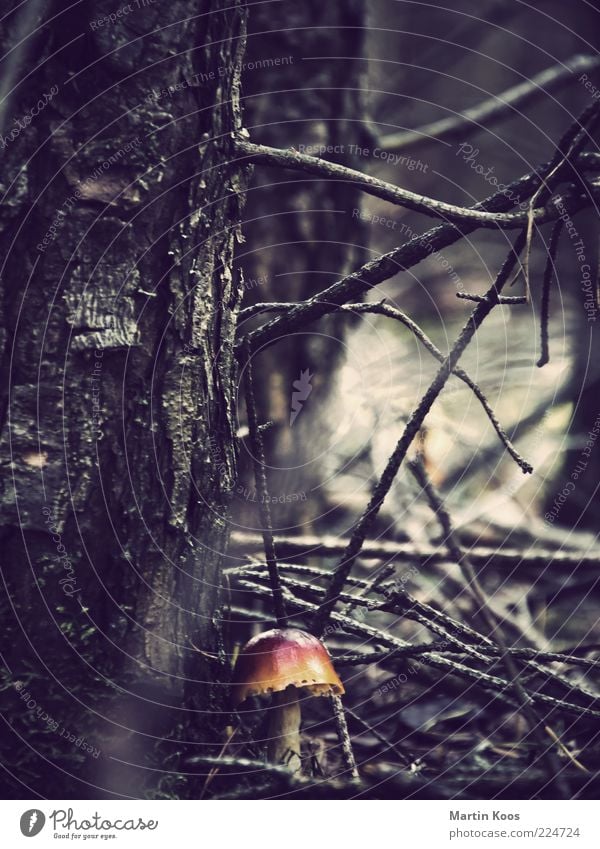 Im Wald Natur Pflanze Pilz dunkel frisch giftpilz Gift Märchenwald gruselig Unterholz Baum Zweige u. Äste unwegsam Schutz Farbfoto Gedeckte Farben Pilzhut