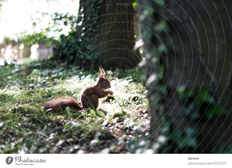 Mittagspause Umwelt Natur Tier Sonne Sonnenlicht Sommer Schönes Wetter Pflanze Baum Gras Efeu Grünpflanze Park Hoppenlaufriedhof Wildtier Fell Pfote