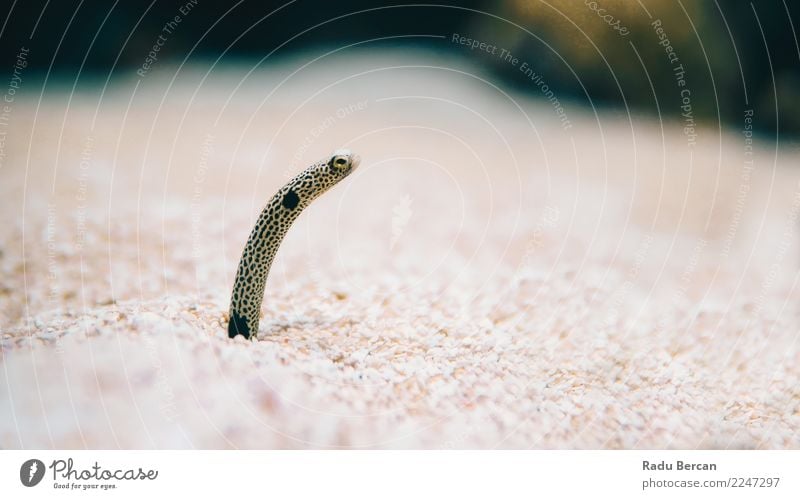 Unterwasser-Gartenaale, die ihre Köpfe aus dem Sand kleben. Umwelt Tier Wasser Wildtier Fisch Tiergesicht Aquarium 1 dünn maritim Neugier schleimig