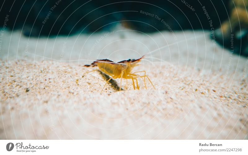 Unterwassernahaufnahme der Garnele Natur Tier Wasser Wildtier Aquarium 1 entdecken mehrfarbig gelb orange Granele Unterwasseraquarium Unterwasseraufnahme