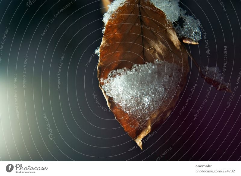 Frost Natur Pflanze Winter Klima Eis Schnee Blatt frieren glänzend verblüht dehydrieren trocken braun grün weiß Umwelt Farbfoto Außenaufnahme Nahaufnahme