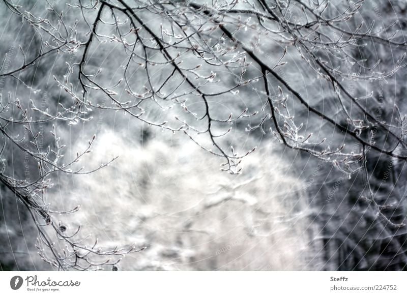 erzähl mir vom Winter Winterstille nordisch Winterkälte Wintereinbruch Kälteeinbruch Frost Winterstimmung nordische Kälte Winterruhe winterliche Ruhe