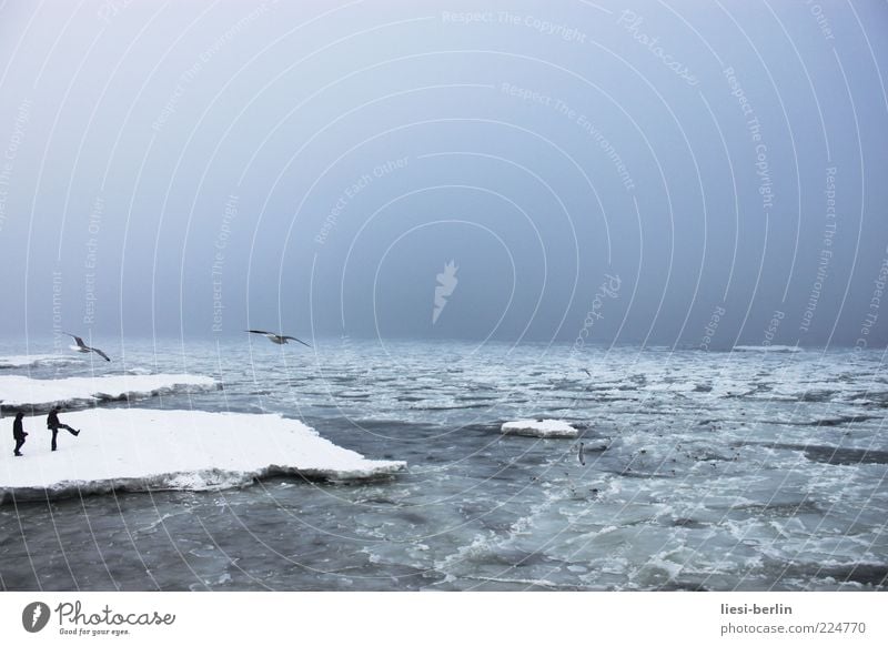 Ostseescholle Mensch Leben 2 Natur Landschaft Urelemente Wasser Himmel Winter Eis Frost Schnee Wellen Küste Strand Bucht Meer Bewegung Möwe Farbfoto