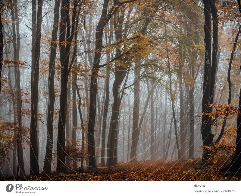 Back In The Woods [9] Ausflug Abenteuer wandern Umwelt Natur Landschaft Pflanze Urelemente Herbst Winter Klima Wetter schlechtes Wetter Unwetter Nebel Regen