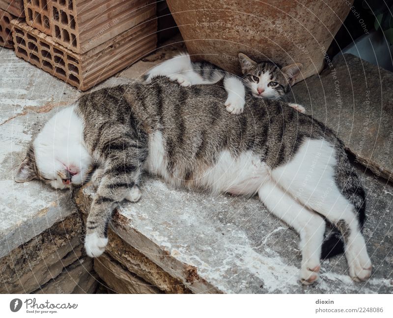 Mama ist die Beste! Tier Haustier Katze 2 Tierjunges Tierfamilie schlafen kuschlig natürlich niedlich Wärme weich Sicherheit Schutz Geborgenheit Gelassenheit