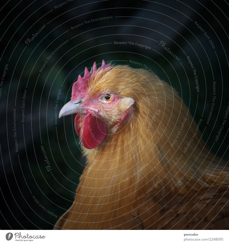 liebe gemeinde! Haustier Nutztier Tiergesicht 1 authentisch dunkel schön Haushuhn Blick ernst Rede Farbfoto Außenaufnahme Nahaufnahme Detailaufnahme Licht