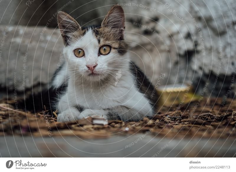 cats of crete Tier Haustier Katze 1 Tierjunges schön kuschlig niedlich achtsam Wachsamkeit Neugier Farbfoto Außenaufnahme Menschenleer Tag Schatten Unschärfe