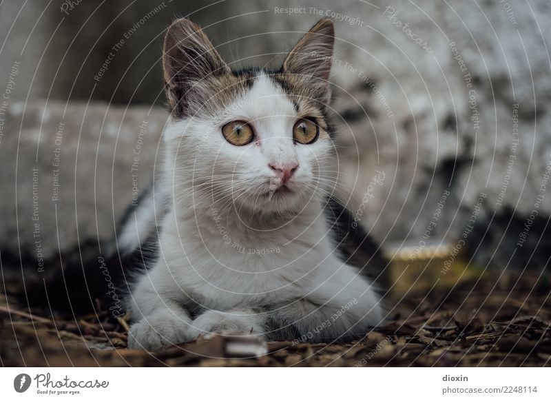 cats of crete Tier Haustier Katze 1 beobachten liegen Blick kuschlig klein Neugier niedlich Farbfoto Außenaufnahme Menschenleer Schwache Tiefenschärfe