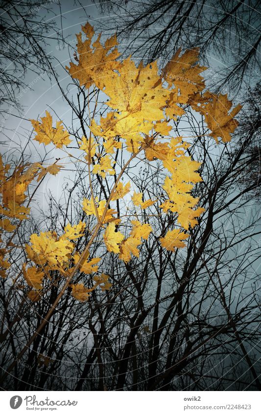 Vergilbt Umwelt Natur Pflanze Himmel Wolken Herbst Schönes Wetter Baum Blatt Ahorn Ahornblatt Zweige u. Äste Wald leuchten gelb orange Vergänglichkeit