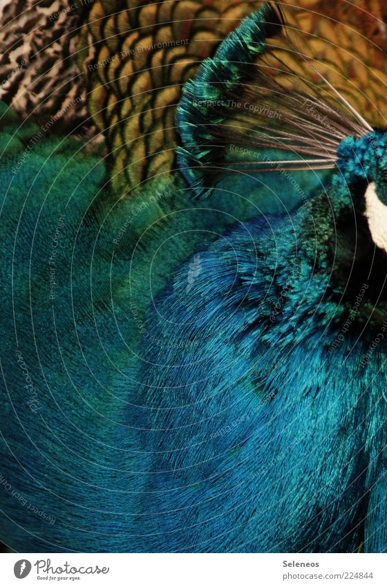 Gefieder Umwelt Natur Tier Vogel Zoo Streichelzoo Pfau Pfauenfeder Feder 1 ästhetisch glänzend weich Tierliebe Farbfoto Außenaufnahme Menschenleer