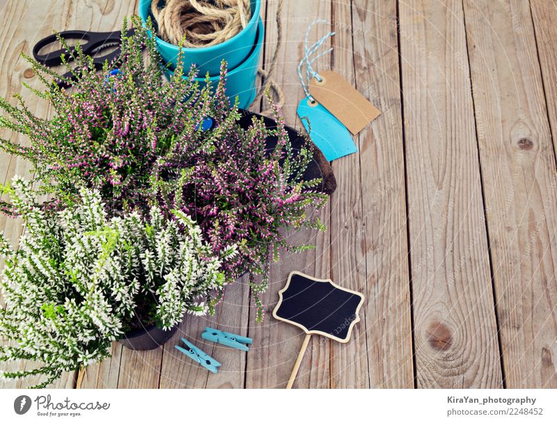 Frische Heide- und Gartengeräte. Vorbereitung für das Pflanzen. Topf Lifestyle Dekoration & Verzierung Tafel Gartenarbeit Werkzeug Schere Schaufel Herbst Blüte