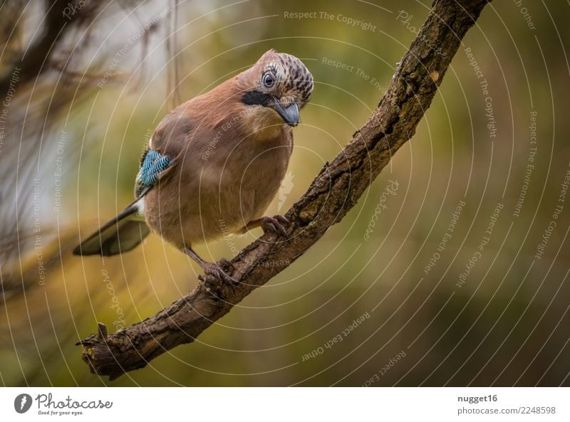 Eichelhäher Umwelt Natur Pflanze Tier Frühling Sommer Herbst Klima Schönes Wetter Baum Garten Park Wald Wildtier Vogel Tiergesicht Flügel Krallen 1 ästhetisch