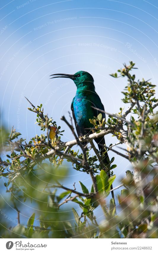 ein Liebling Ausflug Ferne Freiheit Umwelt Natur Pflanze Baum Blatt Ast Park Tier Wildtier Vogel Tiergesicht Schnabel Nektarvogel 1 exotisch klein nah natürlich