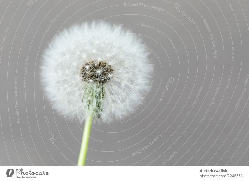 Pusteblume Umwelt Natur Landschaft Pflanze Frühling Sommer Blume Garten Park Wiese Leben Hoffnung Umweltverschmutzung Umweltschutz Verfall Vergänglichkeit